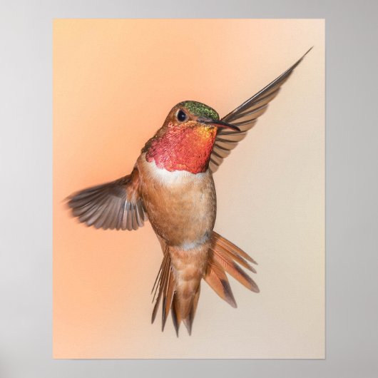 Rufous Hummingbird in einer schönen Pose Poster (Vorne)