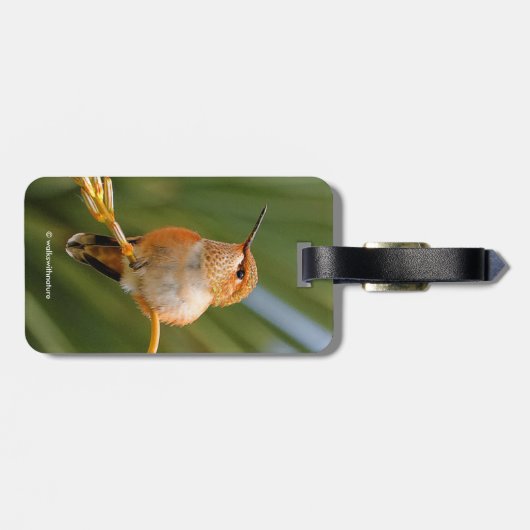 Rufous Hummingbird in Erholung Gepäckanhänger (Rückseite horizontal)