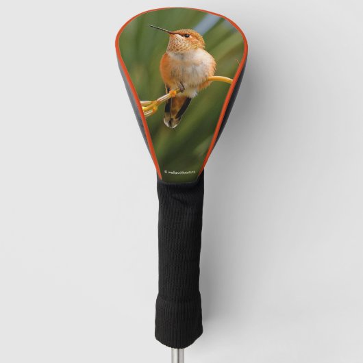 Rufous Hummingbird in Erholung Golf Headcover (Vorderseite)