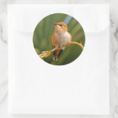 Rufous Hummingbird in Erholung Runder Aufkleber (Tasche)
