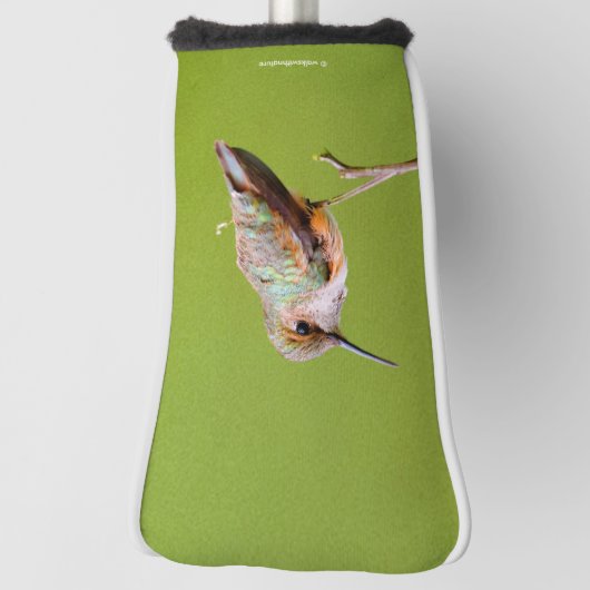 Rufous Hummingbird in Kalifornien Lilac Golf Headcover (Rotieren 90)