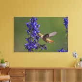Rufous Hummingbird Leinwanddruck (Insitu (Wohnzimmer))
