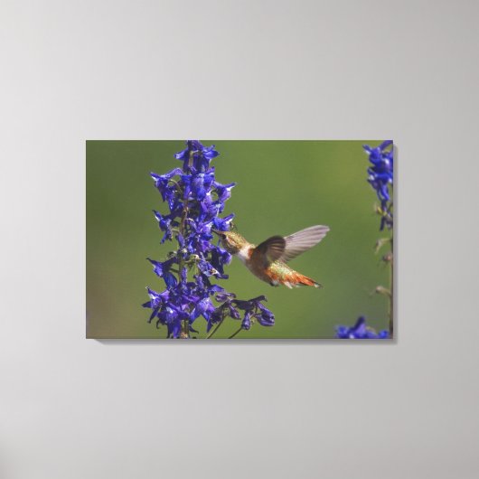 Rufous Hummingbird Leinwanddruck (Vorderseite)