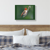 Rufous Hummingbird Leinwanddruck (Insitu (Schlafzimmer))