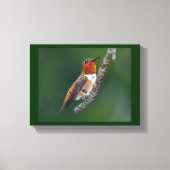 Rufous Hummingbird Leinwanddruck (Vorderseite)