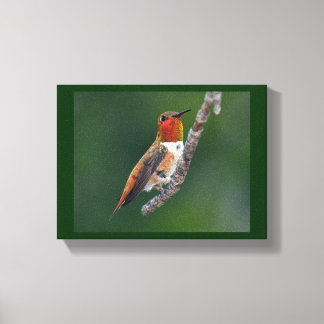Rufous Hummingbird Leinwanddruck