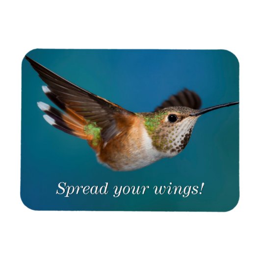 Rufous Hummingbird Magnet (Horizontal)