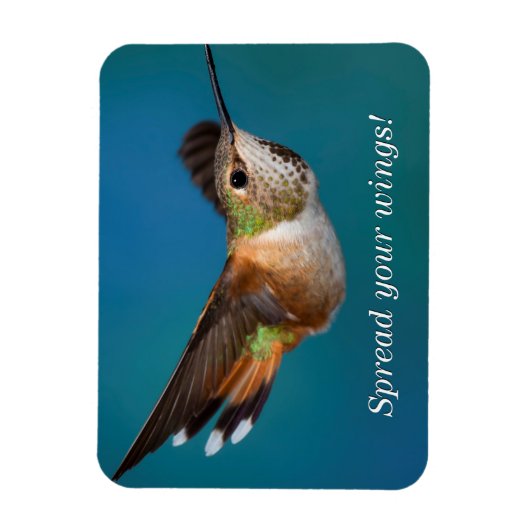 Rufous Hummingbird Magnet (Vertikal)