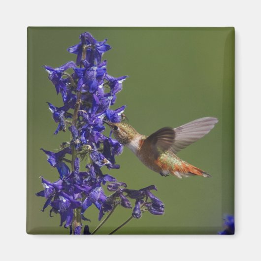 Rufous Hummingbird Magnet (Vorne)