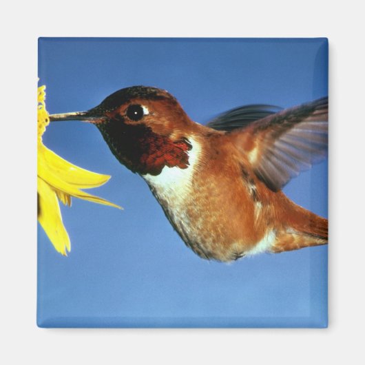 Rufous Hummingbird Magnet (Vorne)