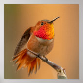Rufous Hummingbird mit Ruffled Feathers Poster (Vorne)