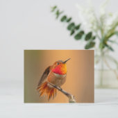 Rufous Hummingbird mit Ruffled Feathers Postkarte (Stehend Vorderseite)