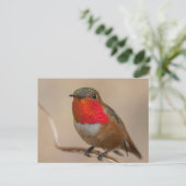 Rufous Hummingbird mit spektakulärem Orange Throat Postkarte (Stehend Vorderseite)