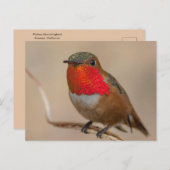 Rufous Hummingbird mit spektakulärem Orange Throat Postkarte (Vorne/Hinten)