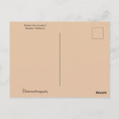 Rufous Hummingbird mit spektakulärem Orange Throat Postkarte (Rückseite)