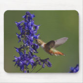 Rufous Hummingbird Mousepad (Vorne)