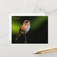 Rufous Hummingbird Perches auf Obstbaum