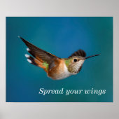 Rufous Hummingbird Poster (Vorne)