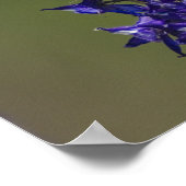 Rufous Hummingbird Poster (Ecke)