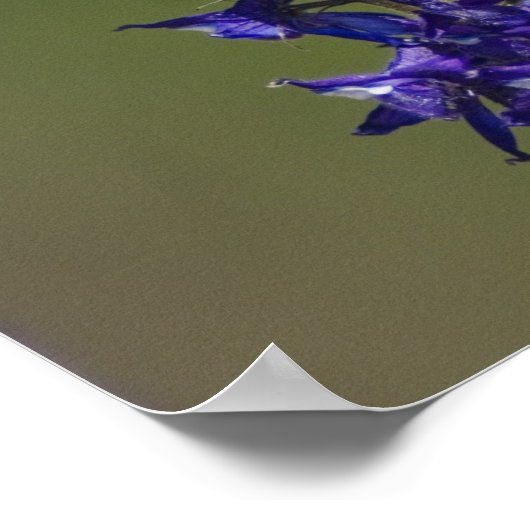 Rufous Hummingbird Poster (Ecke)