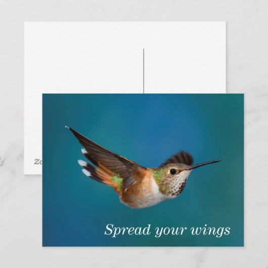 Rufous Hummingbird Postkarte (Vorne/Hinten)