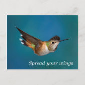 Rufous Hummingbird Postkarte (Vorderseite)