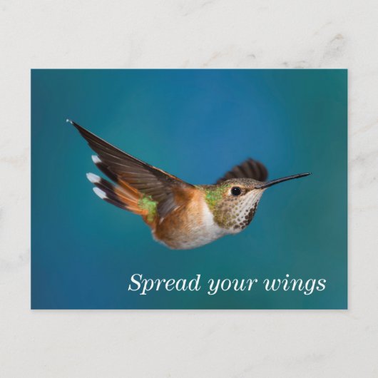 Rufous Hummingbird Postkarte (Vorderseite)