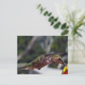 Rufous Hummingbird - Postkarte (Stehend Vorderseite)