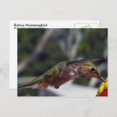 Rufous Hummingbird - Postkarte (Vorne/Hinten)