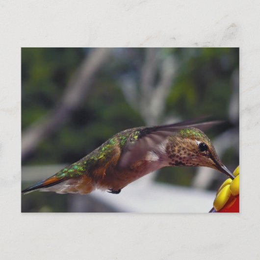 Rufous Hummingbird - Postkarte (Vorderseite)