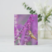 Rufous Hummingbird Postkarte (Stehend Vorderseite)