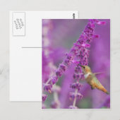 Rufous Hummingbird Postkarte (Vorne/Hinten)