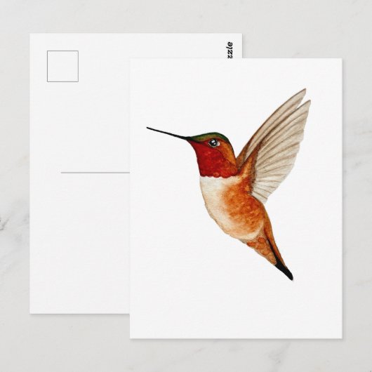 Rufous Hummingbird Postkarte (Vorne/Hinten)