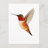 Rufous Hummingbird Postkarte (Vorderseite)