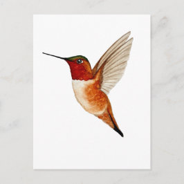 Rufous Hummingbird Postkarte