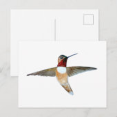 Rufous Hummingbird Postkarte (Vorne/Hinten)