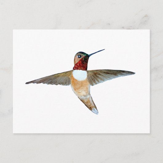Rufous Hummingbird Postkarte (Vorderseite)