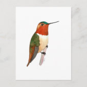 Rufous Hummingbird Postkarte (Vorderseite)