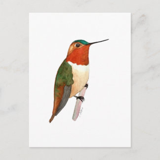 Rufous Hummingbird Postkarte