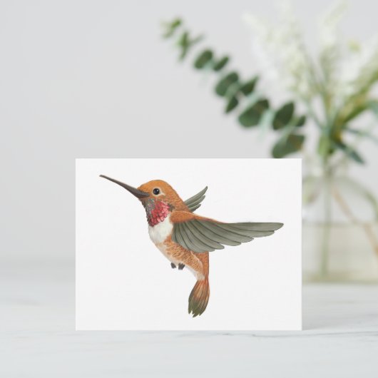 Rufous Hummingbird Postkarte (Stehend Vorderseite)