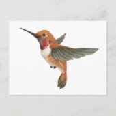 Rufous Hummingbird Postkarte (Vorderseite)