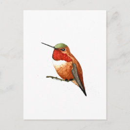 Rufous Hummingbird Postkarte