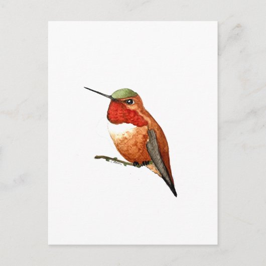 Rufous Hummingbird Postkarte (Vorderseite)