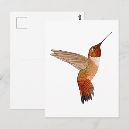 Rufous Hummingbird Postkarte (Vorne/Hinten)