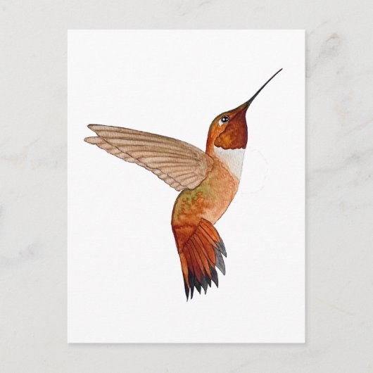 Rufous Hummingbird Postkarte (Vorderseite)