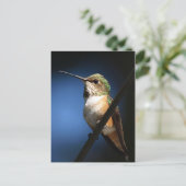 Rufous Hummingbird - Postkarten (Stehend Vorderseite)