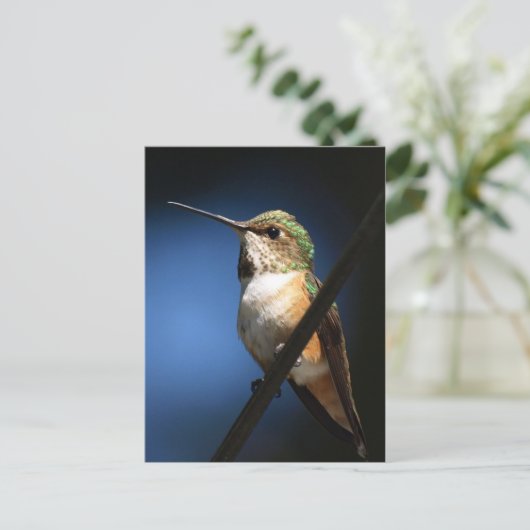 Rufous Hummingbird - Postkarten (Stehend Vorderseite)