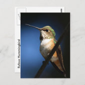 Rufous Hummingbird - Postkarten (Vorne/Hinten)
