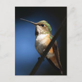 Rufous Hummingbird - Postkarten (Vorderseite)