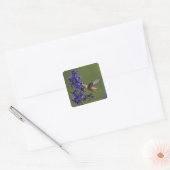 Rufous Hummingbird Quadratischer Aufkleber (Umschlag)